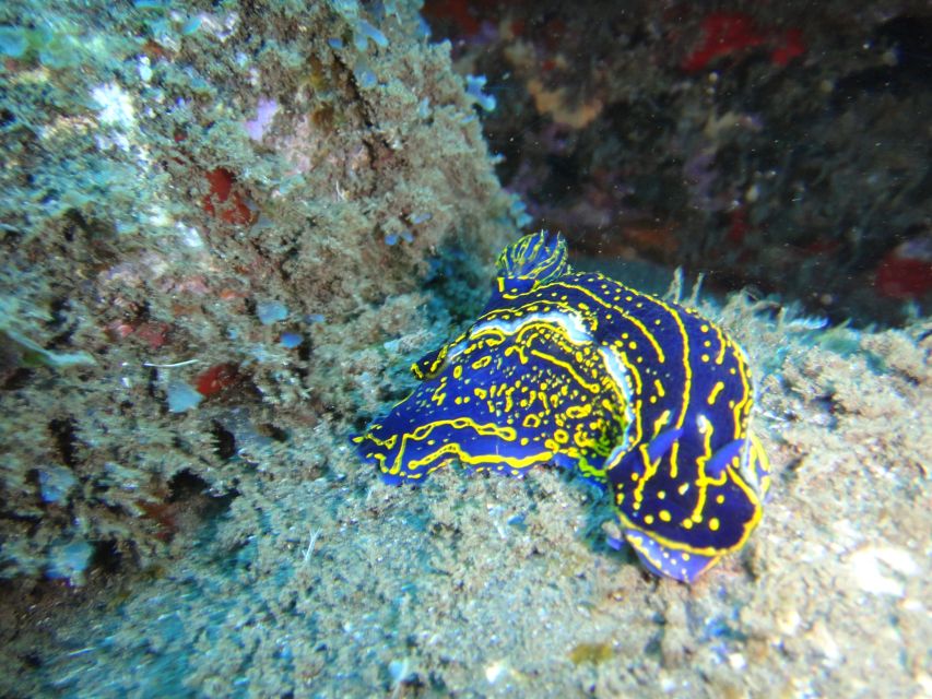 Funchal: Certified Scuba Diving, Guided Tour - Try the underwater scooter if you want more play