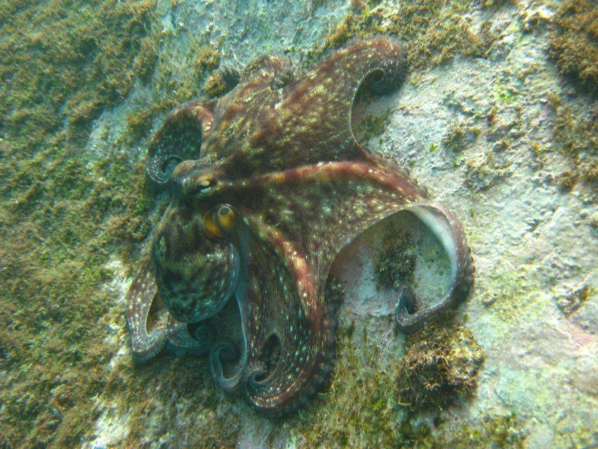 Funchal: Certified Scuba Diving, Guided Tour - What the marine life can be like
