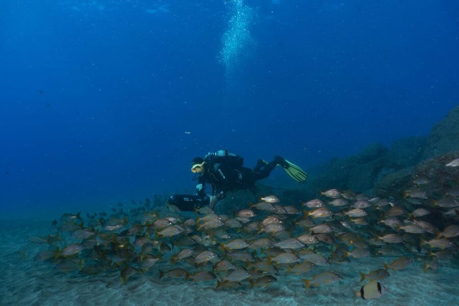 Funchal: DPV- Scooter Dive Adventure - The return to the center