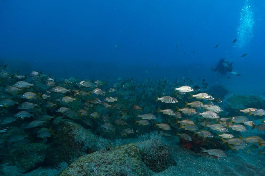 Funchal: DPV- Scooter Dive Adventure - Meeting Madeira Divepoint at the Pestana Carlton