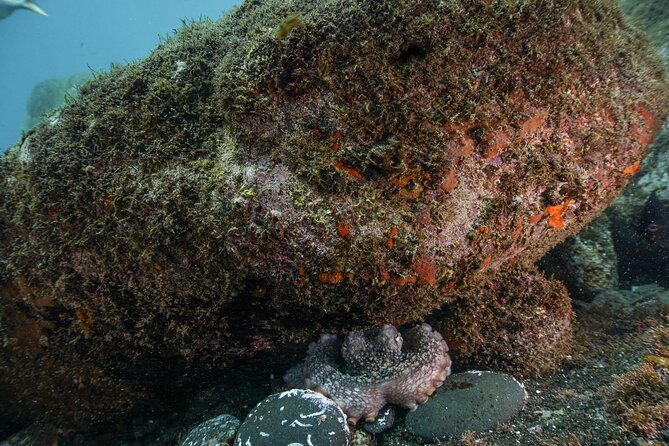 Funchal: Scuba Diving Experience for Beginners - Starting at the Pestana Carlton