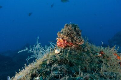 Funchal: Scuba Diving Experience for Beginners