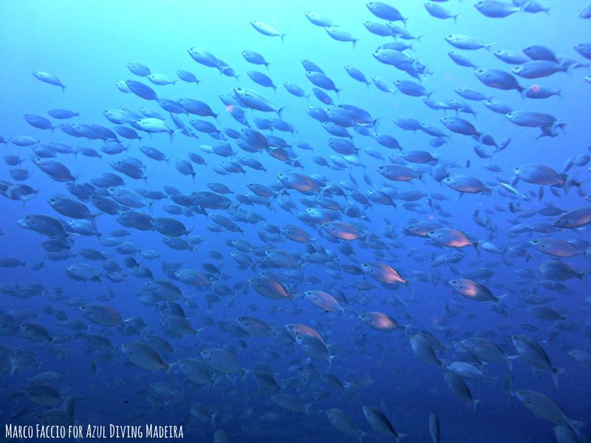 Funchal: Scuba Diving Experience for Beginners - Why the instructors matter so much
