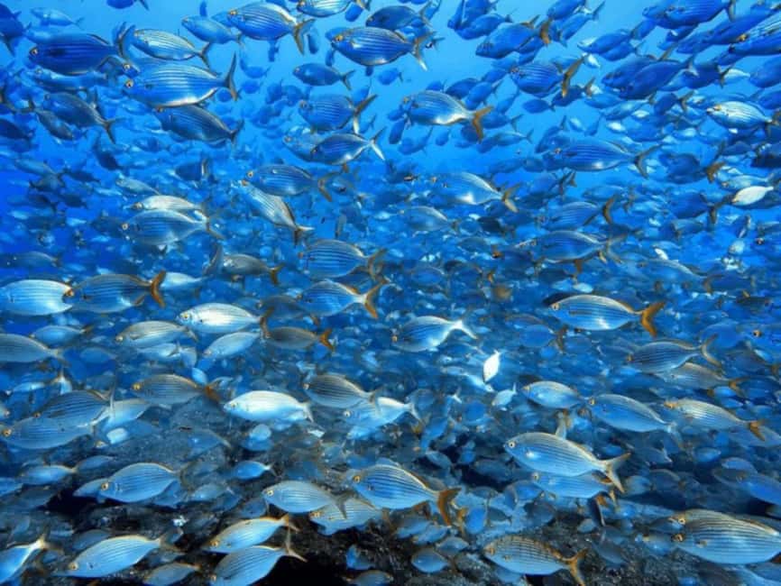Funchal: Scuba Diving Experience for Beginners - Is $53 a fair price?