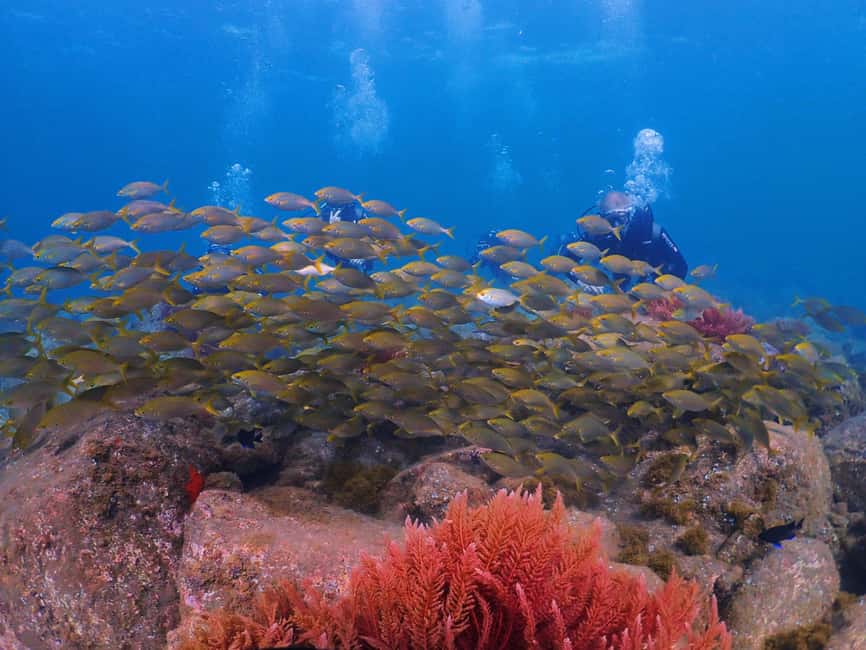 Funchal: Scuba Diving Experience for Beginners - Who should book this experience?