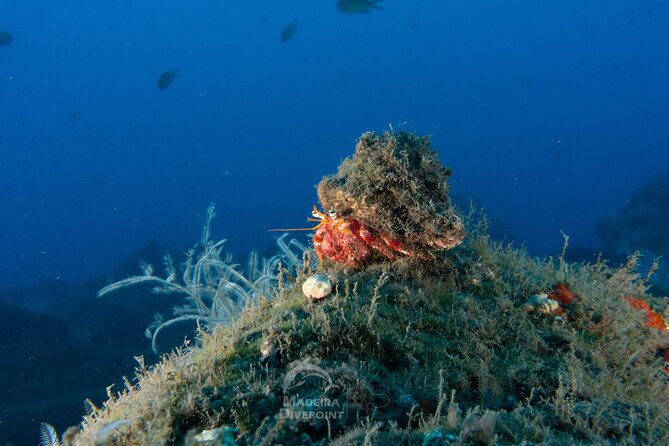 Funchal: Scuba Diving Experience for Beginners - The 45-minute safety lesson