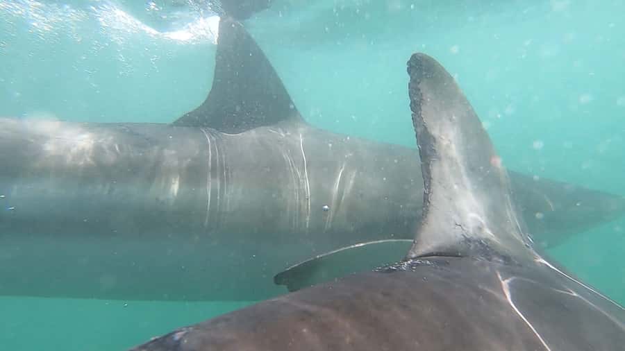 Gansbaai: Shark Cage Diving and Shark Viewing Boat Trip - Should you book this shark encounter?