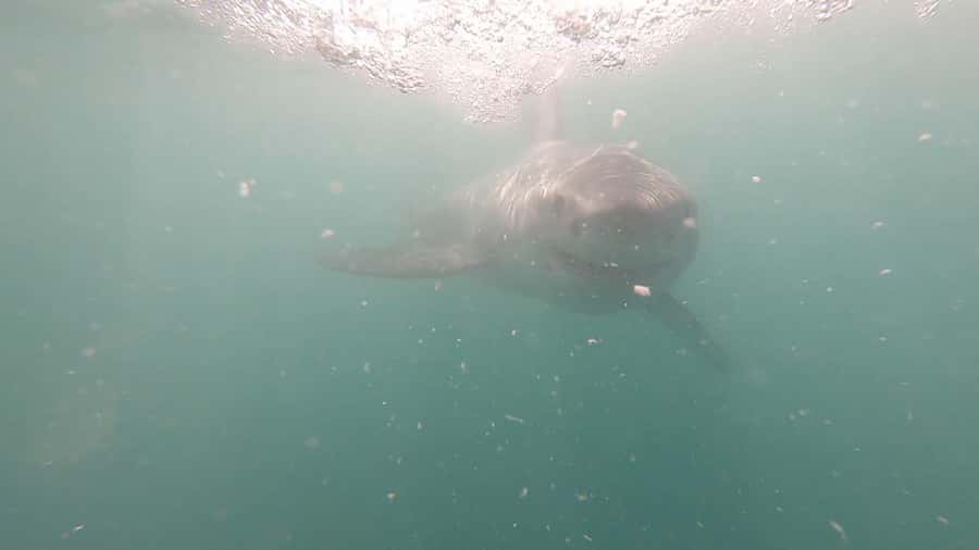 Gansbaai: Shark Cage Diving and Shark Viewing Boat Trip - Starting in Kleinbaai with a proper briefing