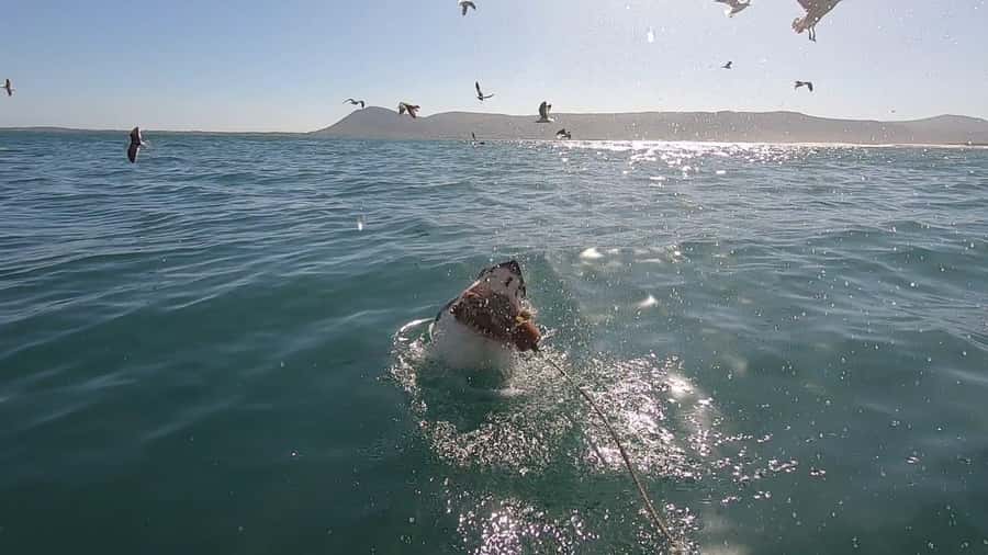 Gansbaai: Shark Cage Diving and Shark Viewing Boat Trip - Choosing the cage or the boat deck