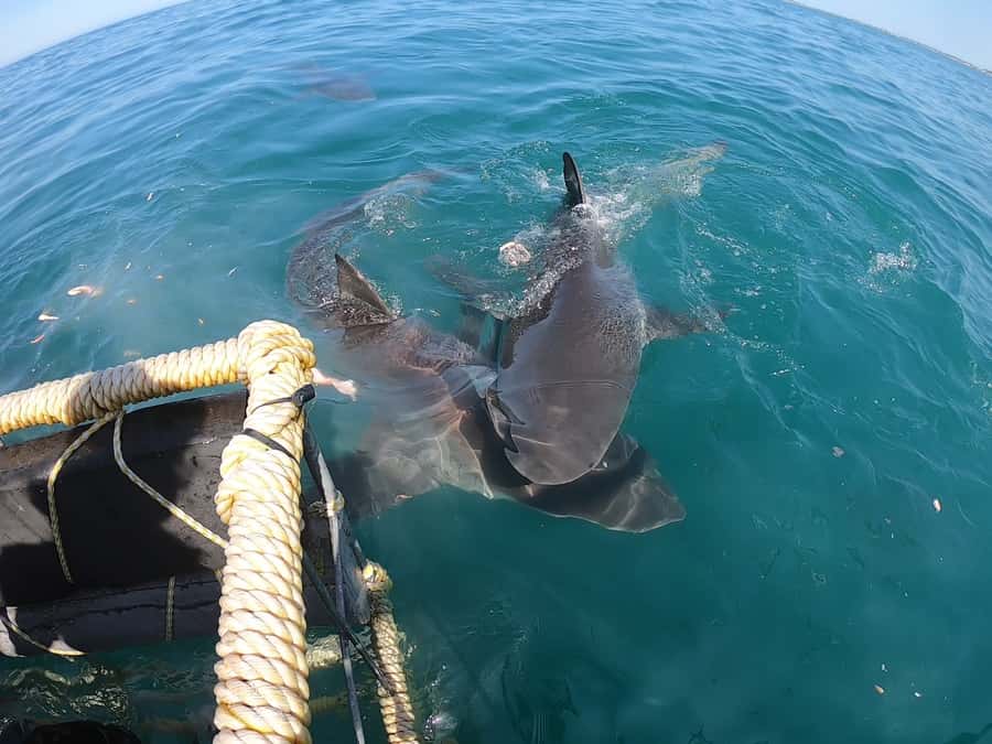 Gansbaai: Shark Cage Diving and Shark Viewing Boat Trip - What the onboard routine feels like