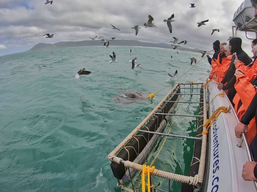 Gansbaai: Shark Cage Diving and Shark Viewing Boat Trip - Is $161 a fair price?