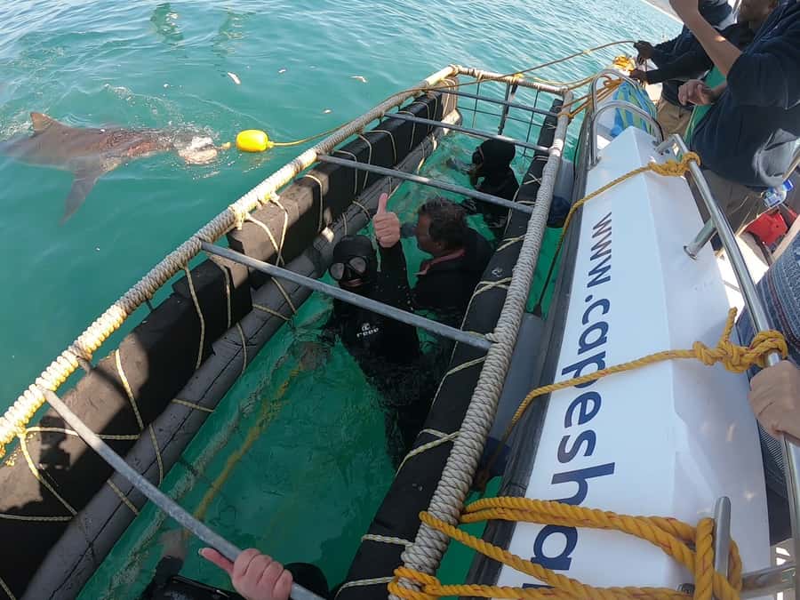 Gansbaai: Shark Cage Diving and Shark Viewing Boat Trip - Who will enjoy this most?