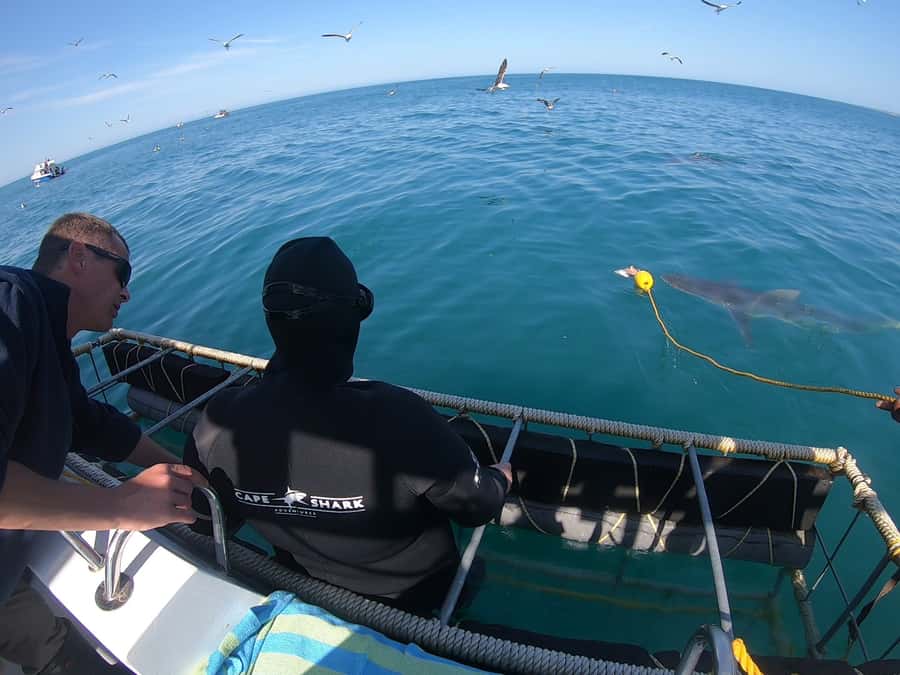 Gansbaai: Shark Cage Diving and Shark Viewing Boat Trip - Practical tips for a better day
