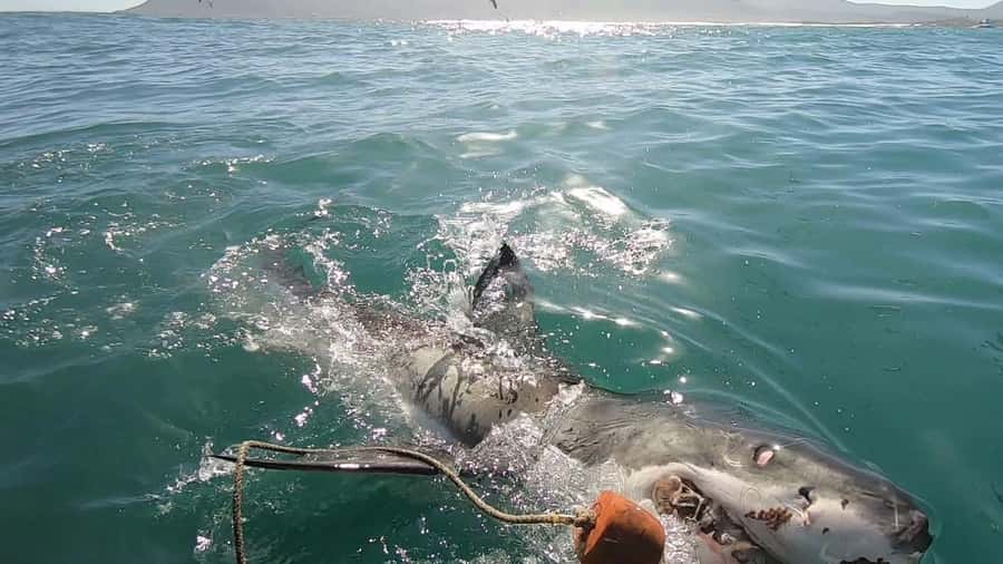 Gansbaai: Shark Cage Diving and Shark Viewing Boat Trip - Heading toward Dyer Island