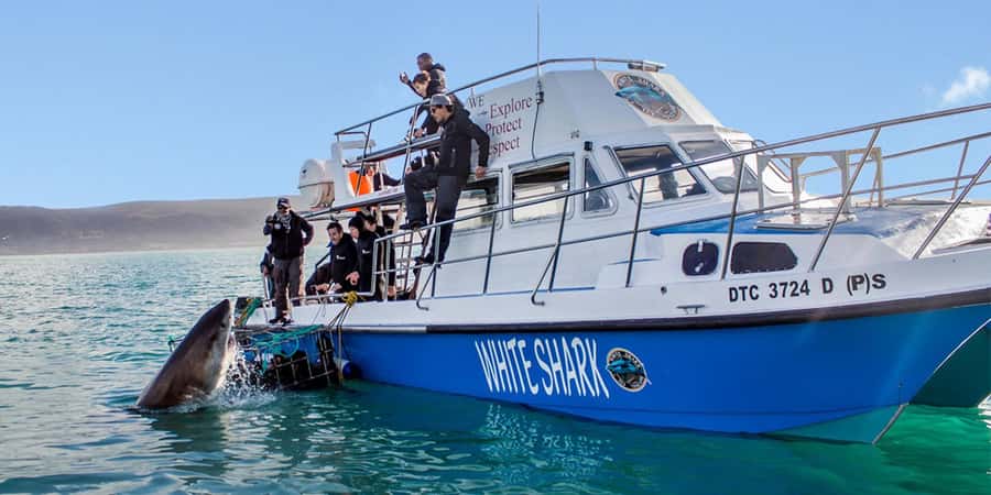 Gansbaai: Shark Dive & Big 5 Sea Safari Combo Boat Trip - Why the shark encounter begins near Dyer Island