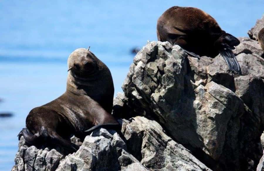 Gansbaai: Shark Dive & Big 5 Sea Safari Combo Boat Trip - What happens at the eight-person floating cage