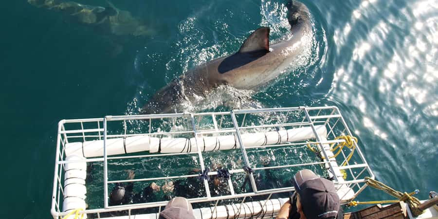 Gansbaai: Shark Dive & Big 5 Sea Safari Combo Boat Trip - The two-hour Big 5 Sea Safari from Gansbaai