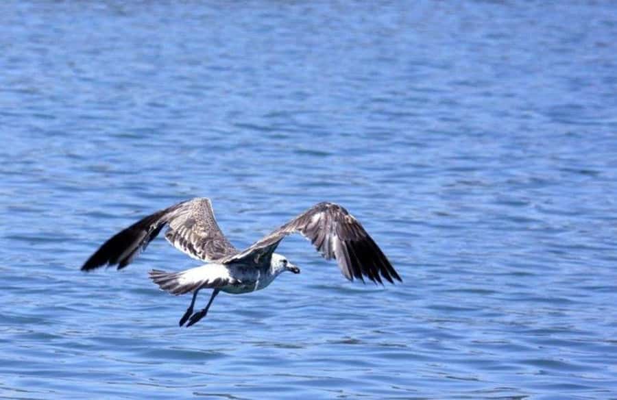 Gansbaai: Shark Dive & Big 5 Sea Safari Combo Boat Trip - Why splitting the two activities over two days can help