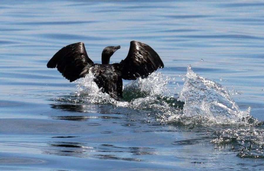 Gansbaai: Shark Dive & Big 5 Sea Safari Combo Boat Trip - Is $255 a good value for the combo?
