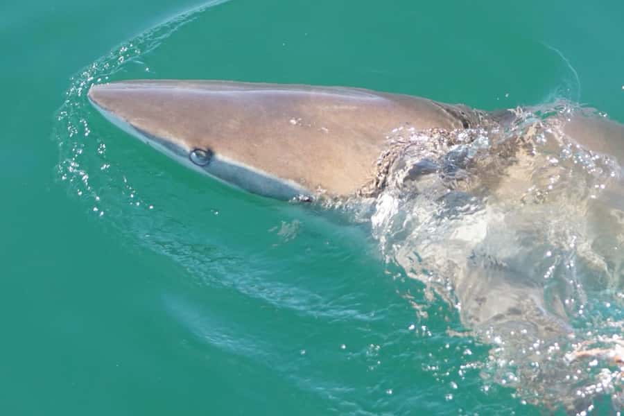Gansbaai: Shark Dive & Big 5 Sea Safari Combo Boat Trip - Meeting points and the Cape Town pickup option
