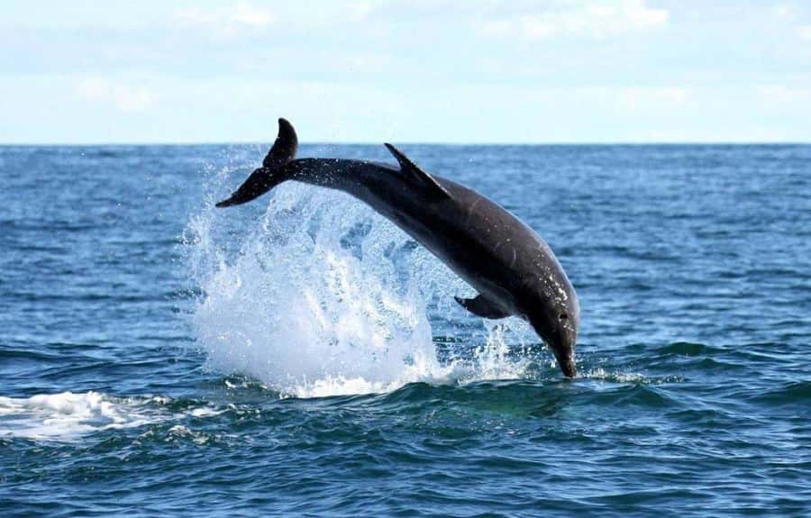 Gansbaai: Shark Dive & Big 5 Sea Safari Combo Boat Trip - Who will enjoy this combo most