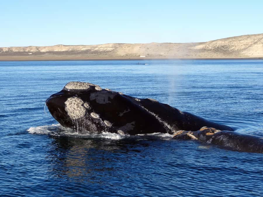 Gansbaai: Shark Dive & Whale Watching Combo Boat Trip - Two marine safaris, one Walker Bay package