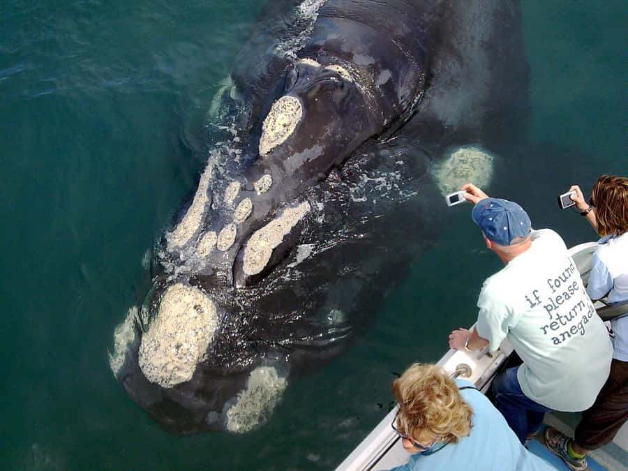 Gansbaai: Shark Dive & Whale Watching Combo Boat Trip - Fifteen minutes to Dyer Island and Shark Alley