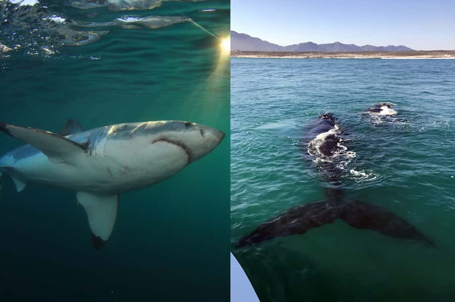 Gansbaai: Shark Dive & Whale Watching Combo Boat Trip - What the cage session is really like