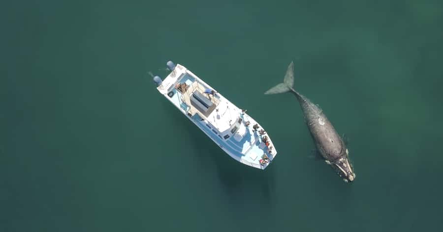Gansbaai: Shark Dive & Whale Watching Combo Boat Trip - From the shark centre to Gansbaai’s whale harbour