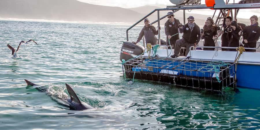 Gansbaai: Shark Dive & Whale Watching Combo Boat Trip - Weather, cancellations, and the wild factor