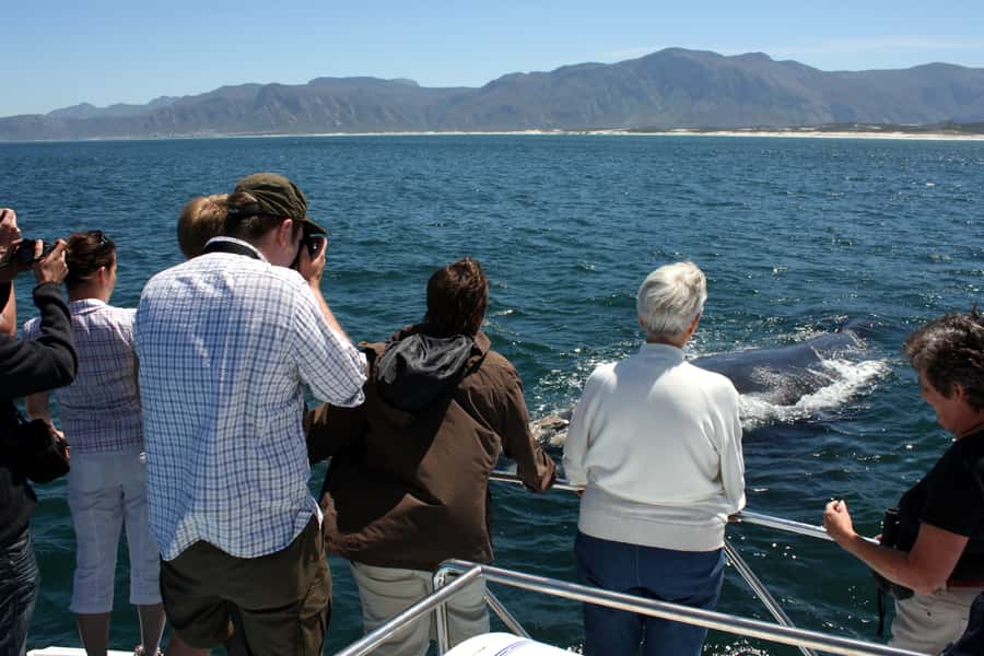 Gansbaai: Shark Dive & Whale Watching Combo Boat Trip - Who should book this experience?