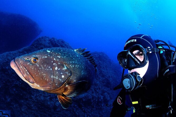 Garajau National Park Dive from Funchal for Certified Divers - Key points to know before you book