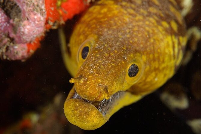 Garajau National Park Dive from Funchal for Certified Divers - Why Garajau’s protected water matters