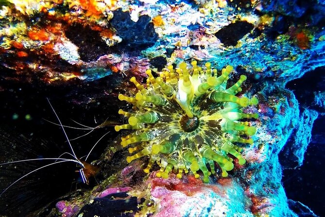 Garajau National Park Dive from Funchal for Certified Divers - What the underwater outing is built around
