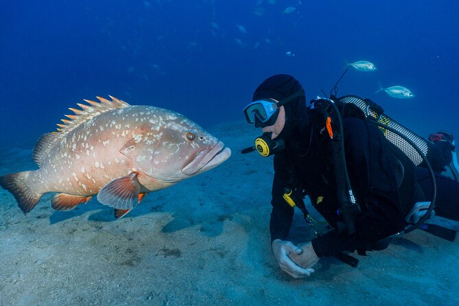Garajau National Park Dive from Funchal for Certified Divers - The experience level required
