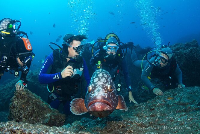 Garajau National Park Dive from Funchal for Certified Divers - Understanding the real price