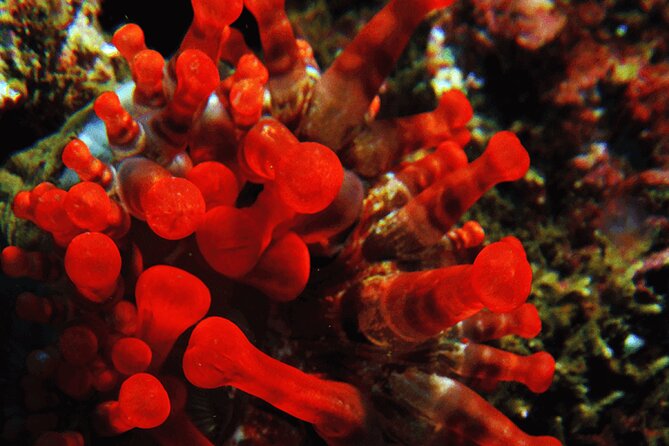 Garajau National Park Dive from Funchal for Certified Divers - Equipment, comfort, and the hot shower finish