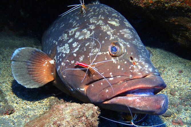 Garajau National Park Dive from Funchal for Certified Divers - Starting at Madeira Divepoint in Funchal