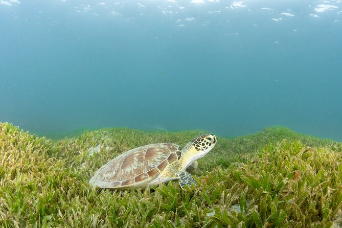 Get SCUBA Certified at San Juan - What the two-day PADI course actually teaches