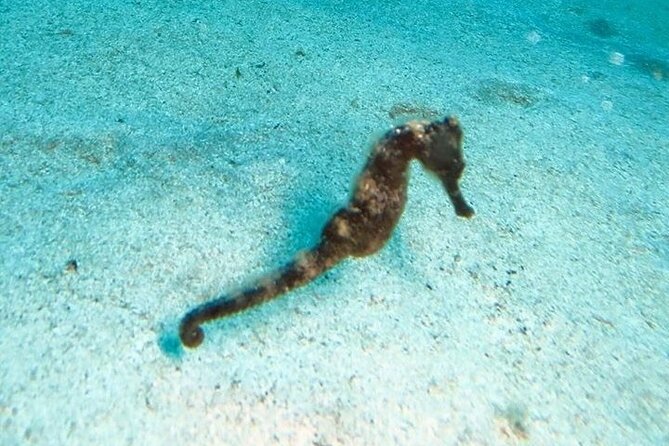 Get SCUBA Certified at San Juan - How the small group changes the experience