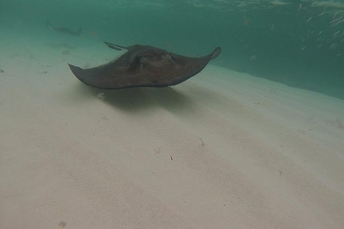 Gibbs Cay Stingray and Conch Dive Adventure - FAQ