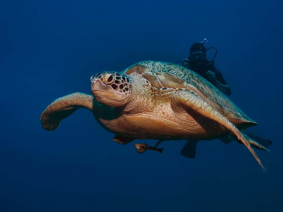 Gili Meno: Discover Scuba Diving for the first time - About 1.5 hours in the ocean