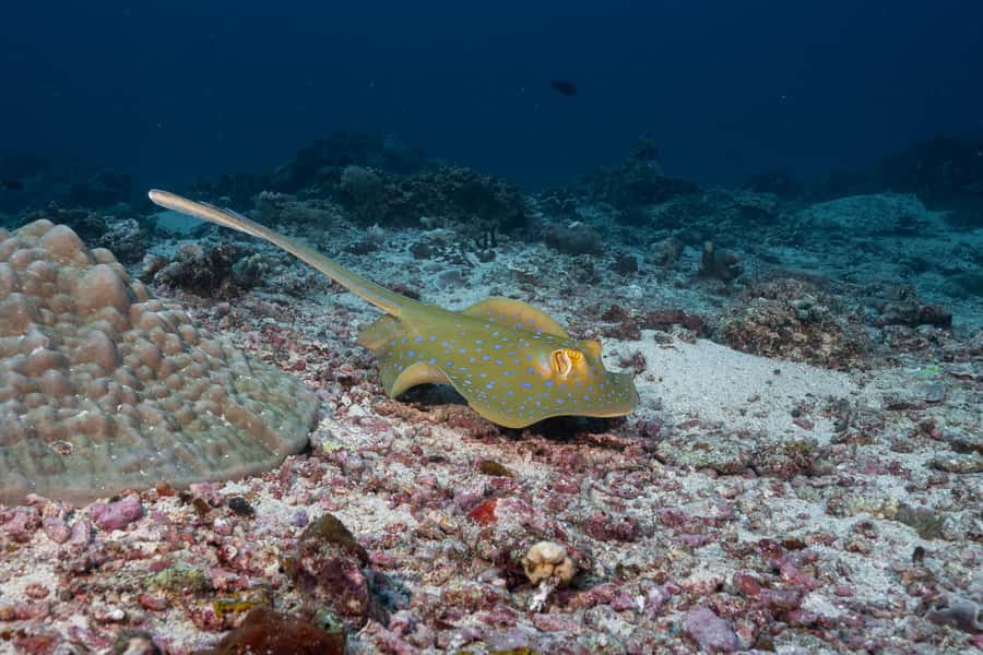 Gili Trawangan : Discovery Scuba Diving - What you may see below the surface