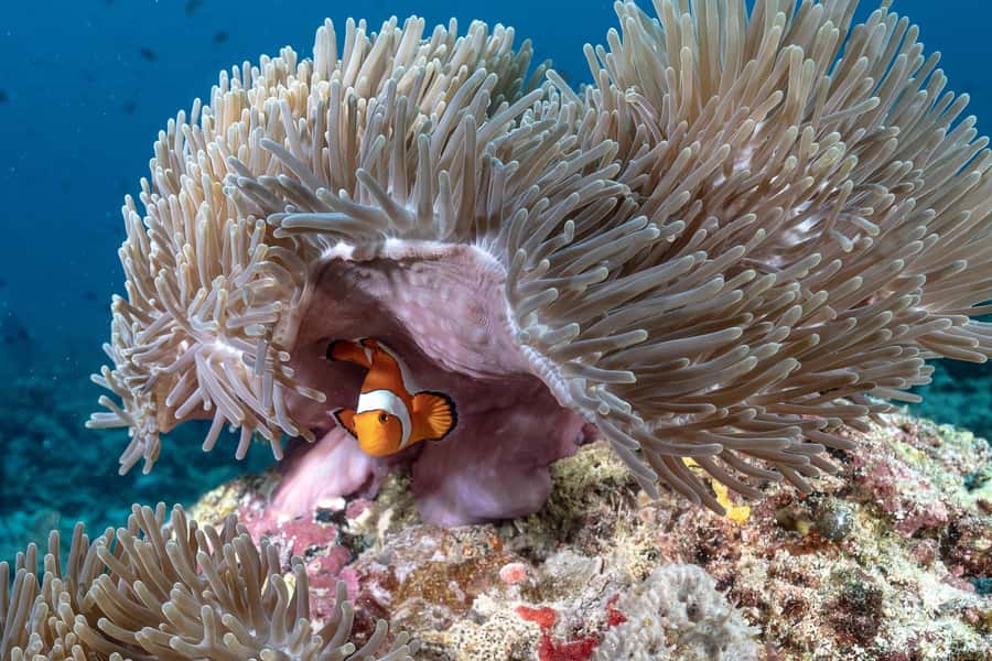 Gili Trawangan : Discovery Scuba Diving - Is $96 a fair price?