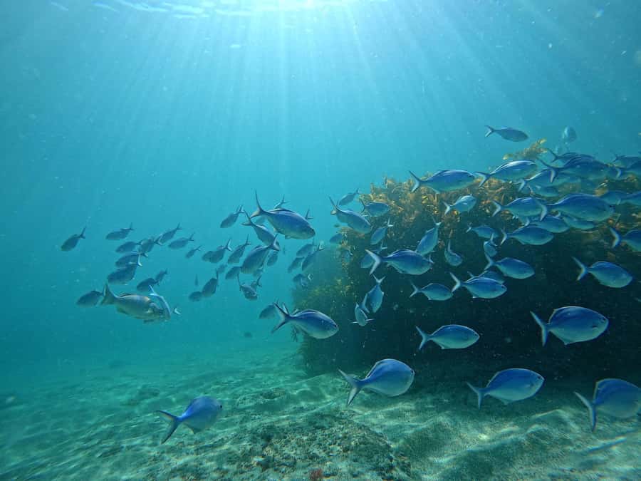 Goat Island Try Scuba Diving Experience - Key points to know before booking