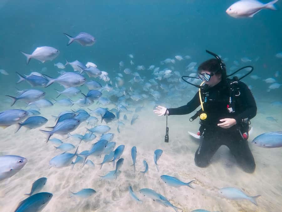 Goat Island Try Scuba Diving Experience - Who should book this activity?
