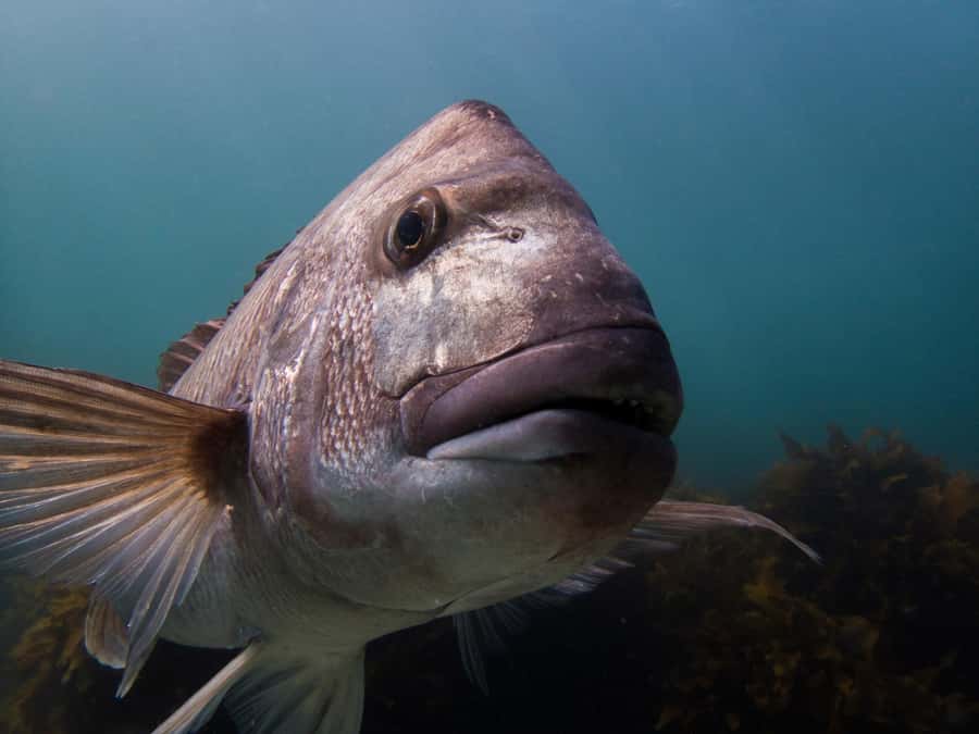Goat Island Try Scuba Diving Experience - Your four hours, from fitting room to open water