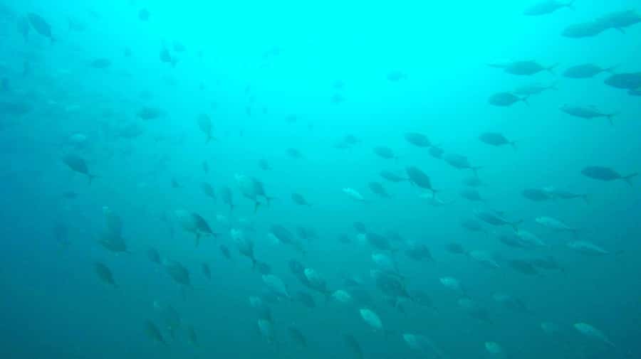 Gold Coast: 3-Day PADI Open Water Course - Starting at 19 Karloo Street in Surfers Paradise