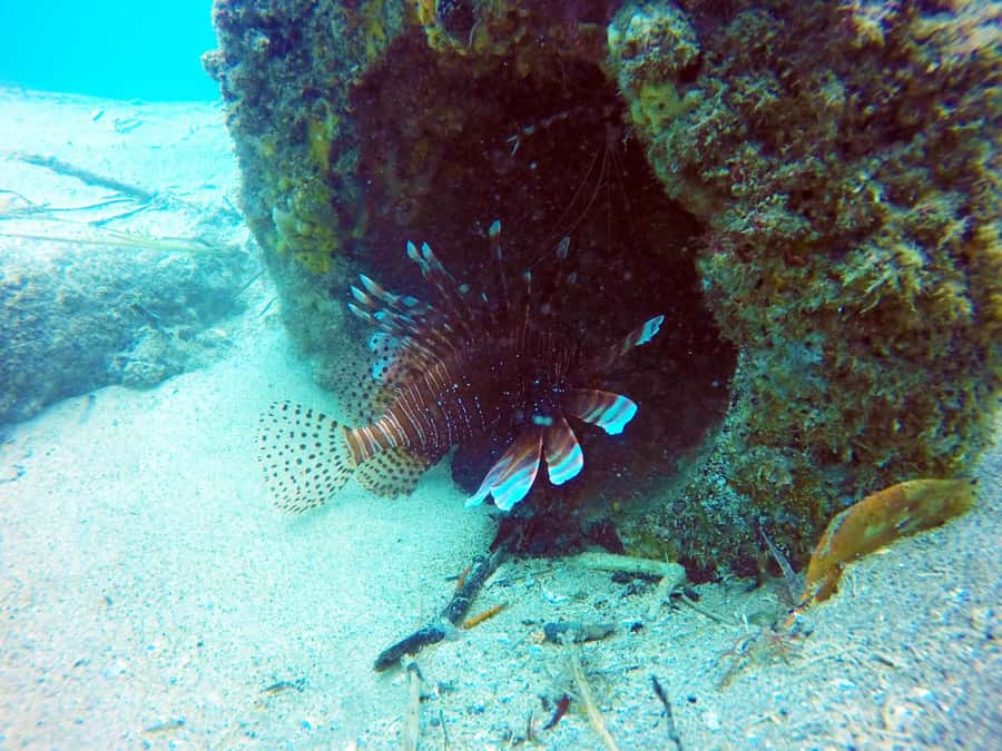 Gold Coast: 3-Day PADI Open Water Course - Open-water sessions by boat
