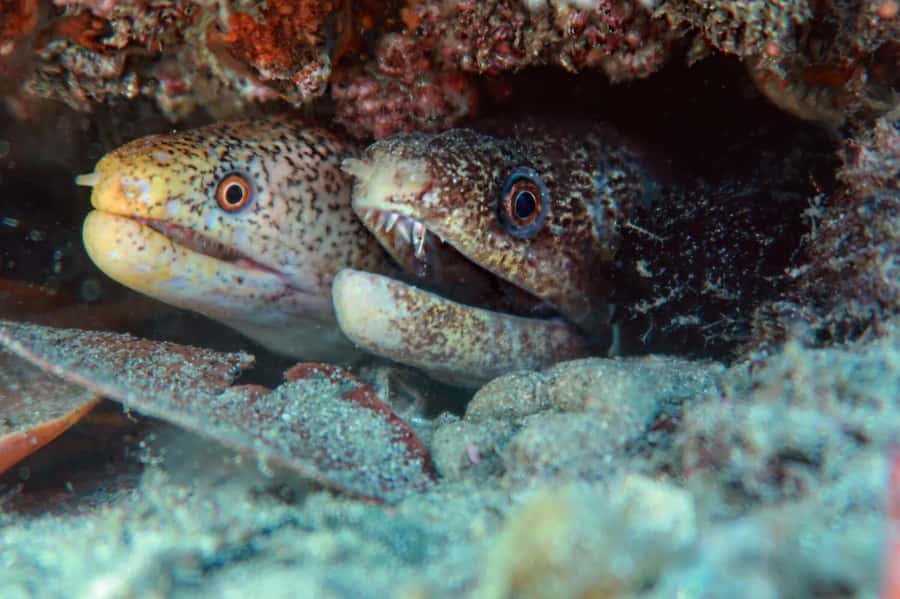 Gold Coast: Cook Island Marine Reserve Scuba Experience Dive - Why Cook Island is worth the trip